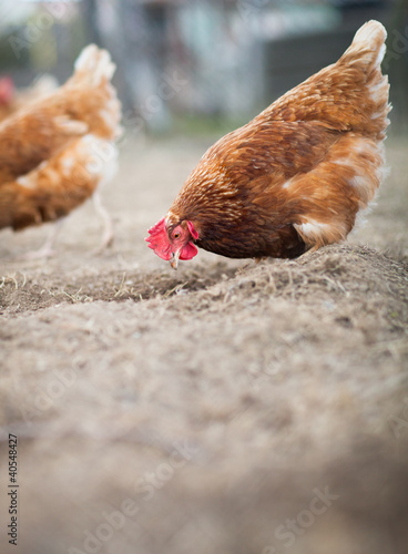 Closeup of a hen in a farmyard (Gallus gallus domesticus)