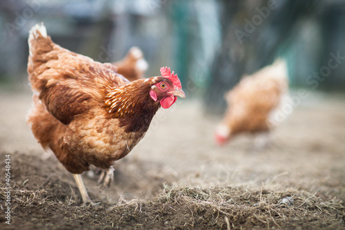 Tableau sur toile Closeup of a hen in a farmyard (Gallus gallus domesticus)