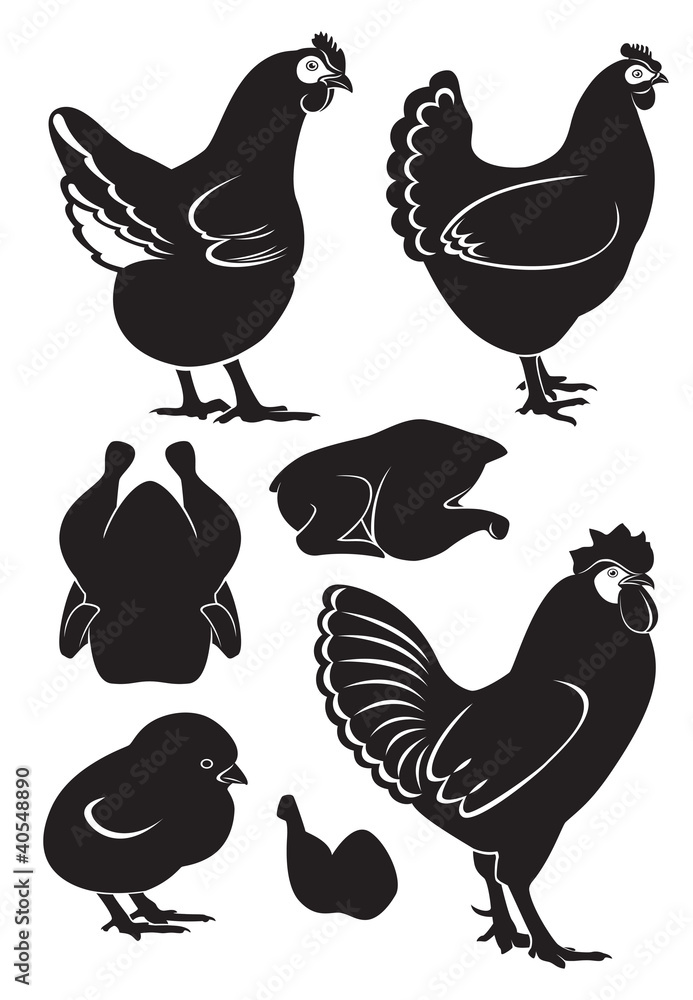 Fototapeta premium chicken