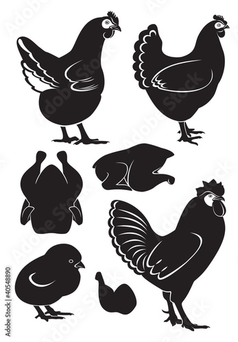 chicken