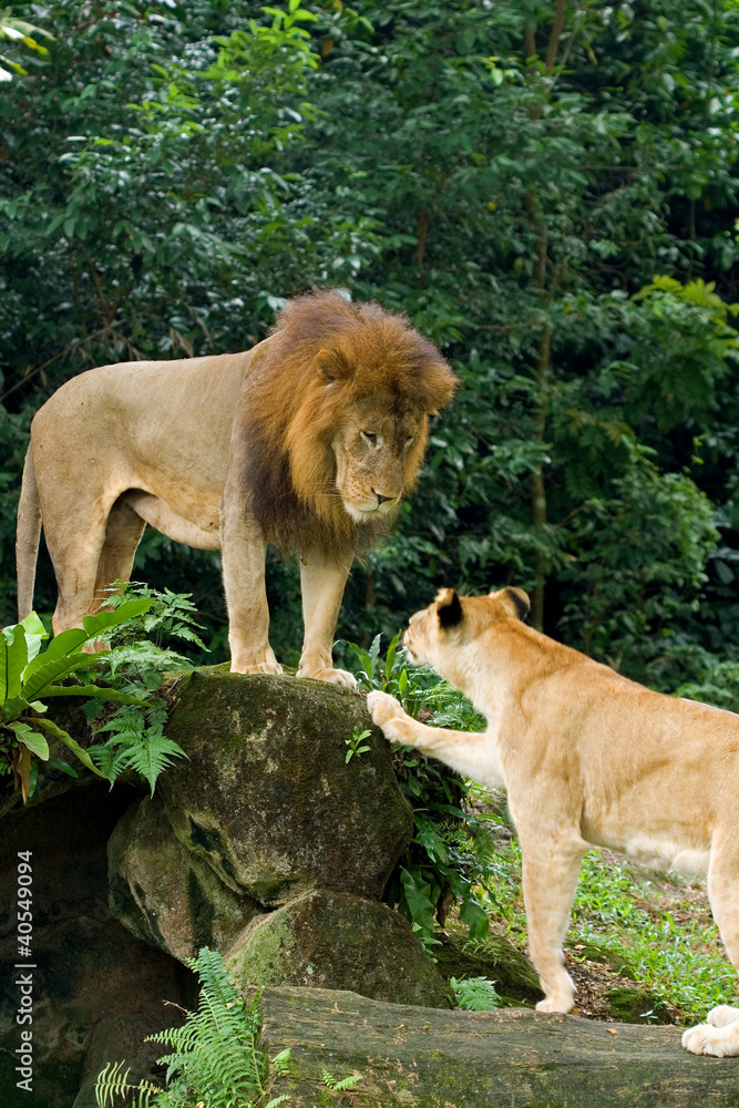 Naklejka premium Male and female lions at the Singapore Zoo