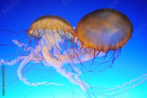 Chrysaora fuscescens jellyfish