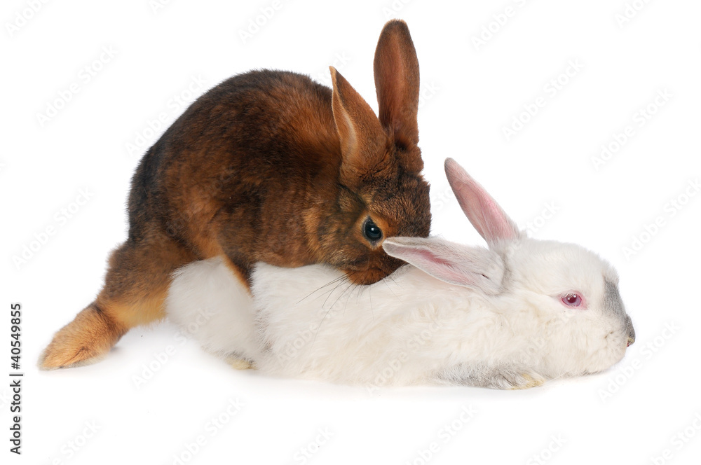 Rabbits Rabbits