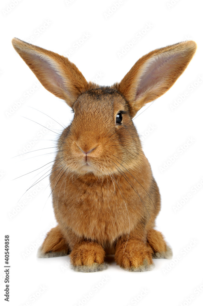 Obraz premium Brown Rabbit