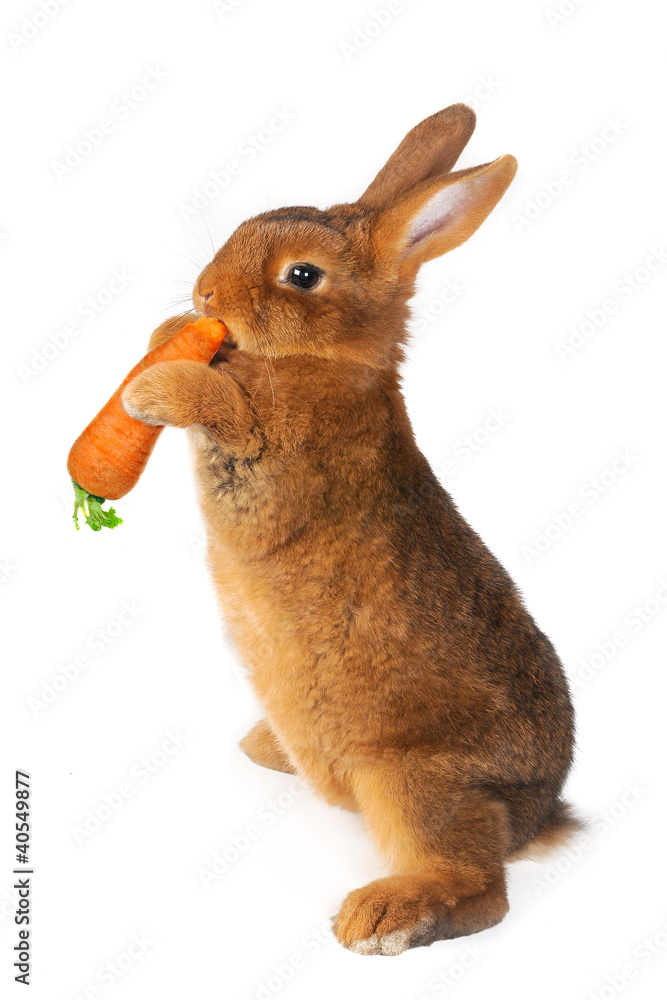 Fototapeta premium brown rabbit