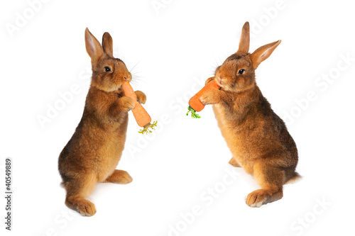 two brown rabbit