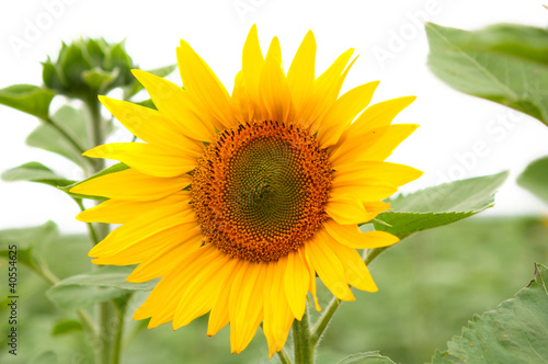 sunflowers