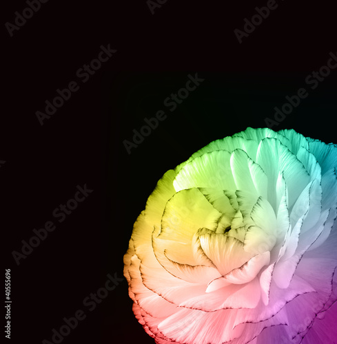 Fototapeta Naklejka Na Ścianę i Meble -  Multi-coloured bloom