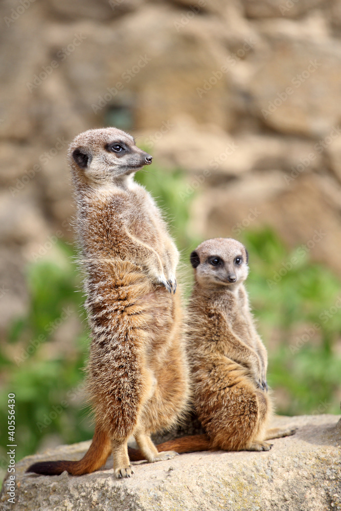 Fototapeta premium Meerkats
