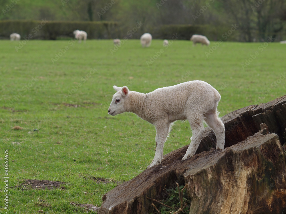 Obraz premium Lamb Standing on Tree Stump