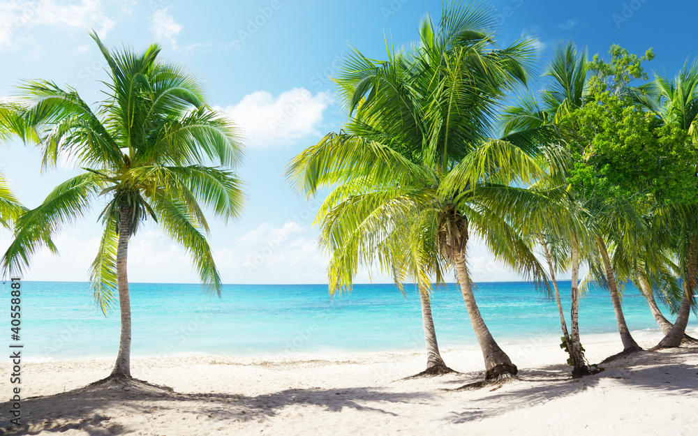 Caribbean sea and coconut palms