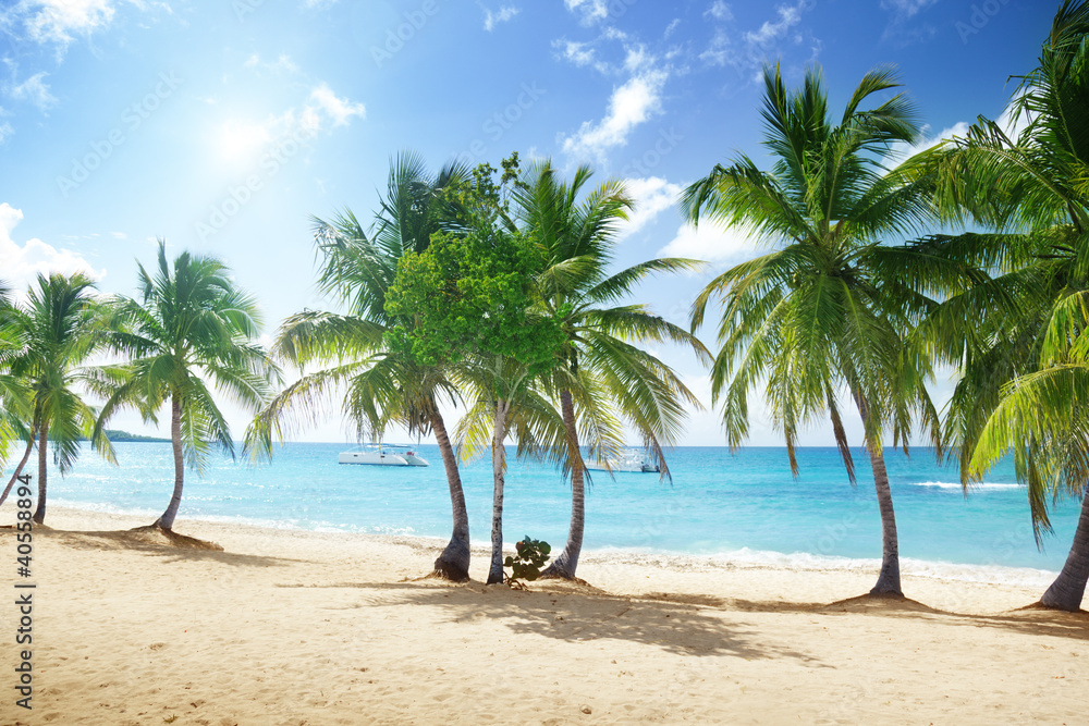 Fototapeta premium plaża wyspy Catalina na Dominikanie