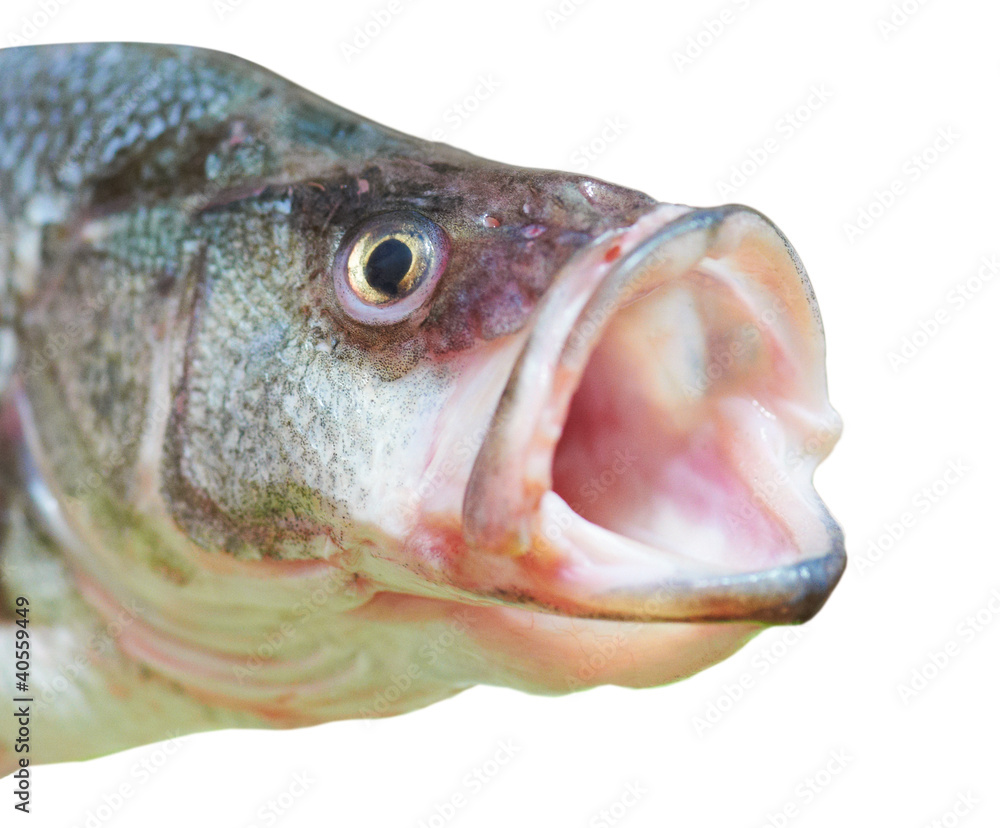 Perch fish with open mouth Stock Photo