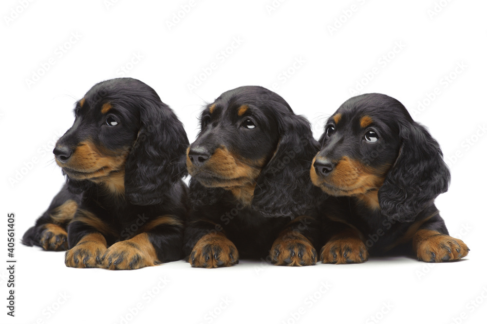 Portrait of three laying puppies of Dachshund Portrait of three laying puppies of Dachshund