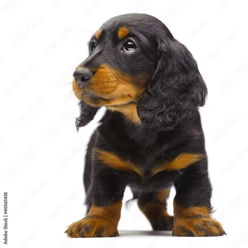 Portrait of standing puppy of Dachshund