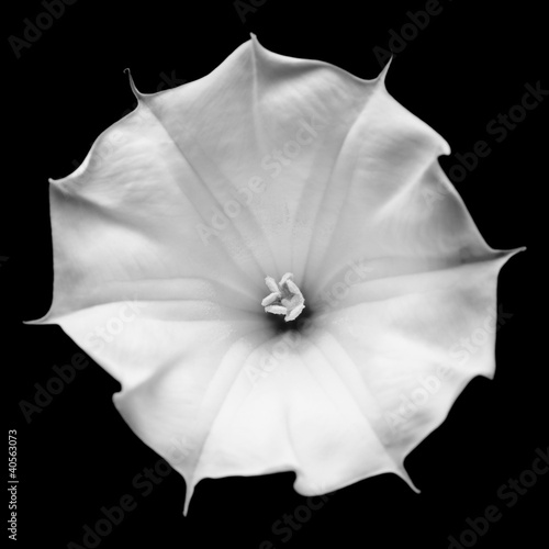 Photography Datura flower