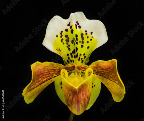 Frauenschuh Orchidee