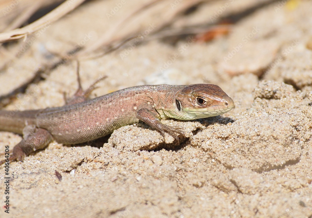 small common lizard small common lizard
