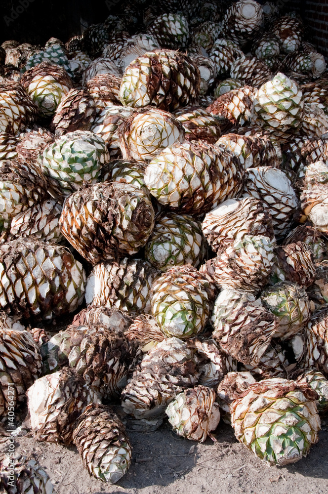 Agave Fruit Used to Produce Tequila (Mexico) Stock Photo | Adobe Stock