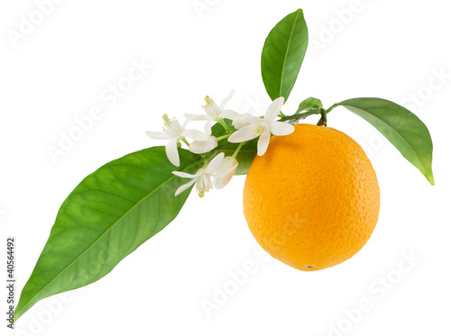Orange on a branch with leaves and a flowers