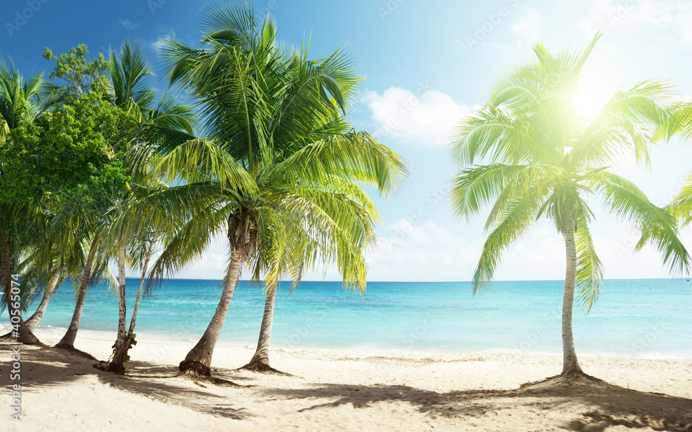 Caribbean sea and coconut palms Caribbean sea and coconut palms