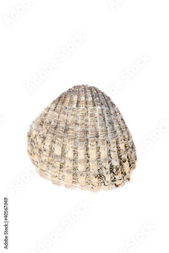 Dirty old shell isolated on white background