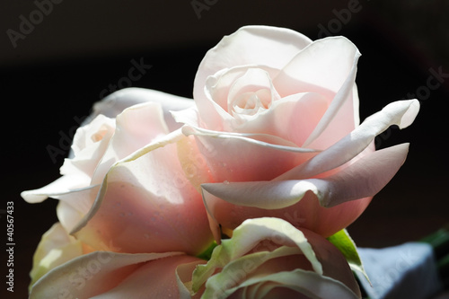 Brides pink roses