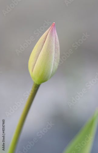bud of tulip