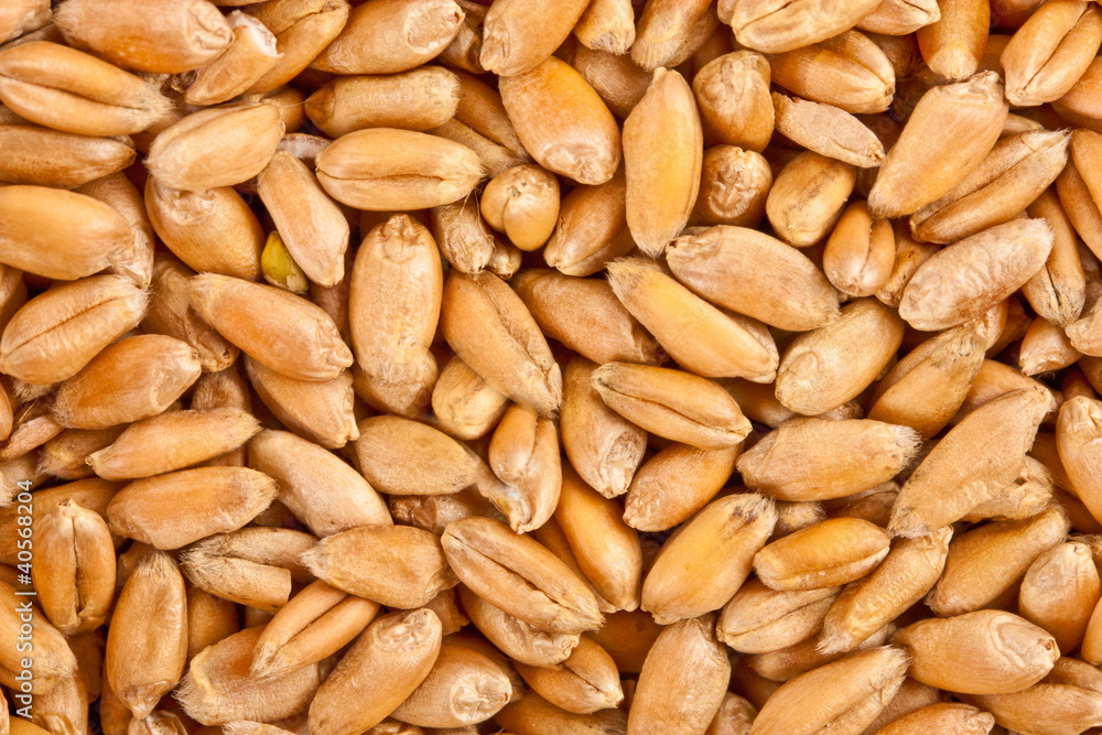 natural oat grains background