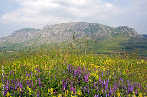 Spring meadow