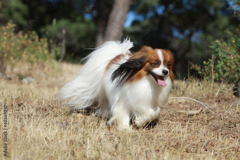 continental toy spaniel running on the grass
