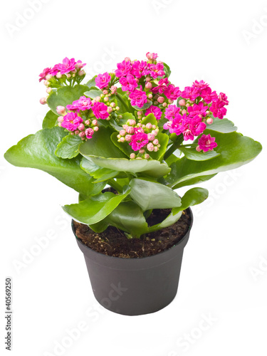 kalanchoe  Calandiva