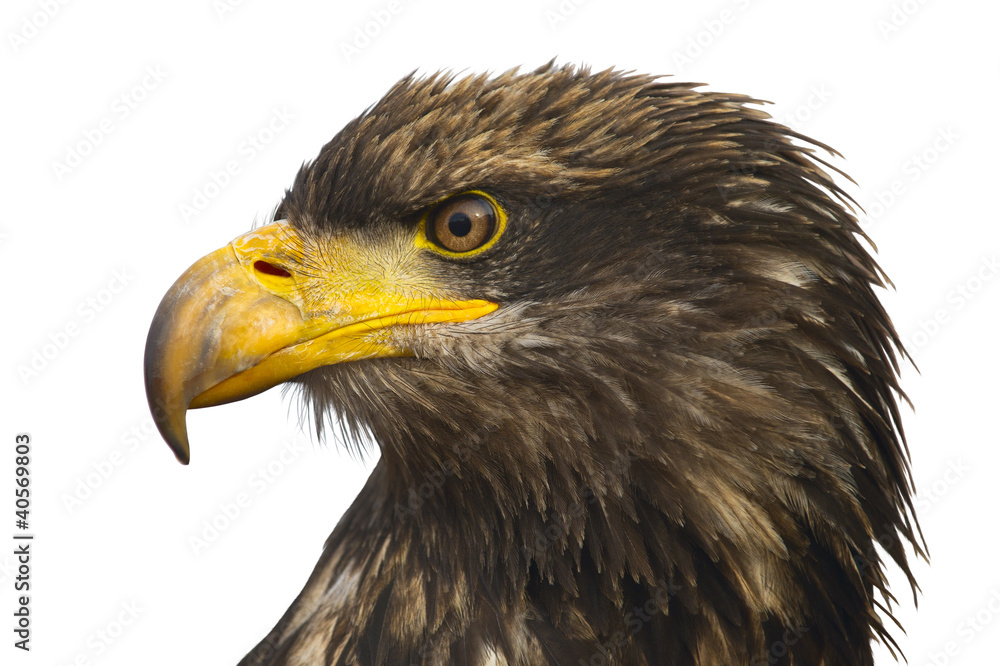 Obraz premium Portrait of the eastern eagle