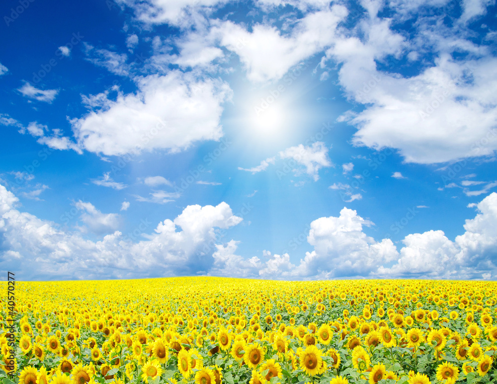 sunflower field sunflower field