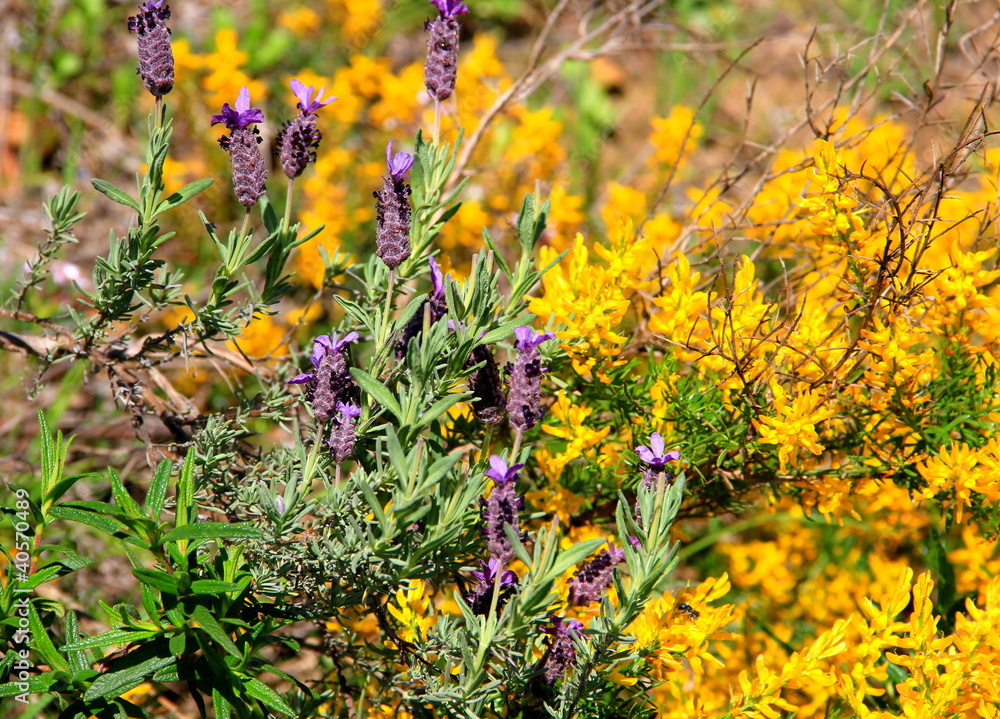 Obraz premium lavande et genêt