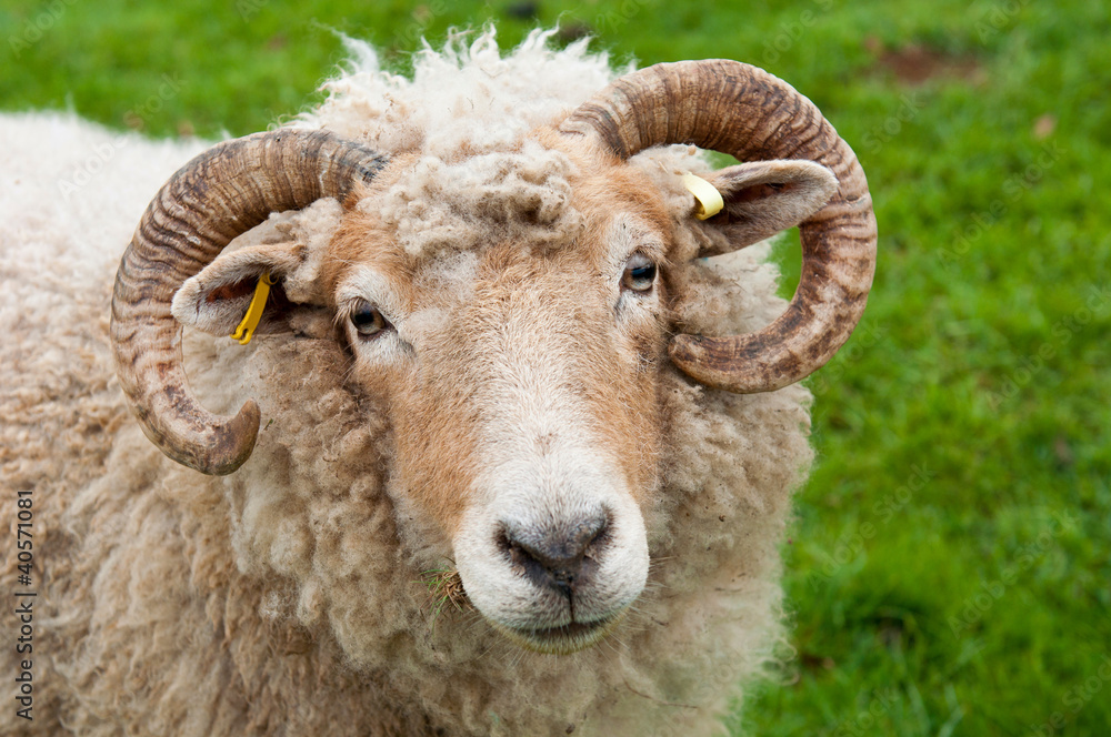 Naklejka premium Sheep with horns