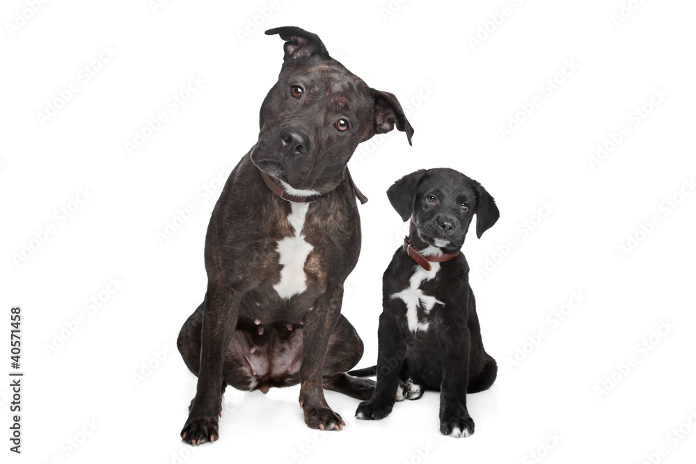 two mixed breed dogs