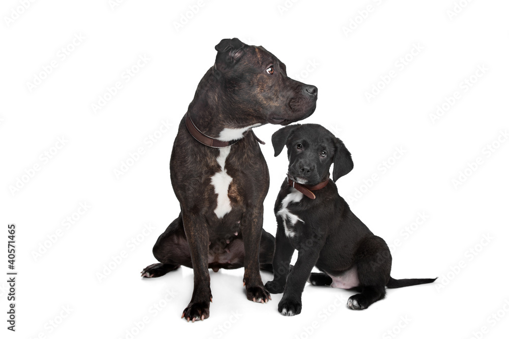 two mixed breed dogs two mixed breed dogs