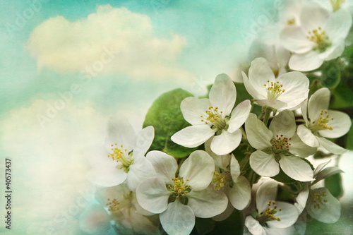 Apple blossoms on soft blue background