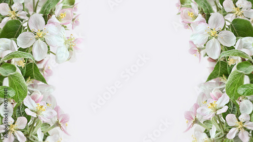 Apple blossom borders on pink background