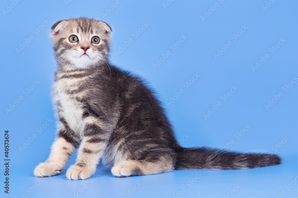 Little kitty on blue background
