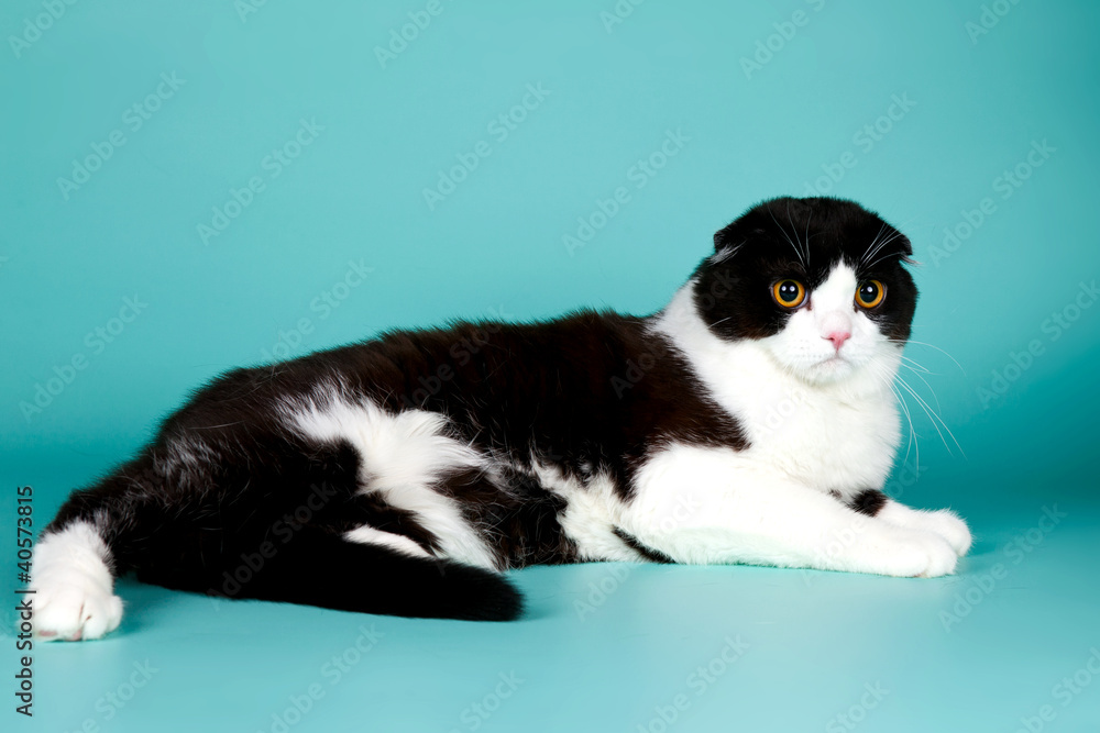 Scottish fold on cyan background Scottish fold on cyan background