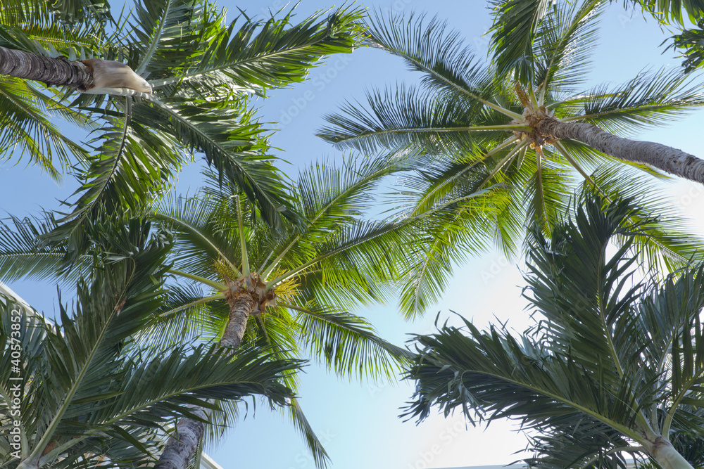 Crowns of Manila Palms