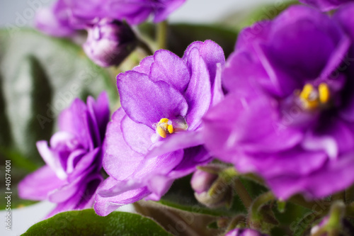 violet flowers