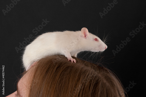 rat on a head