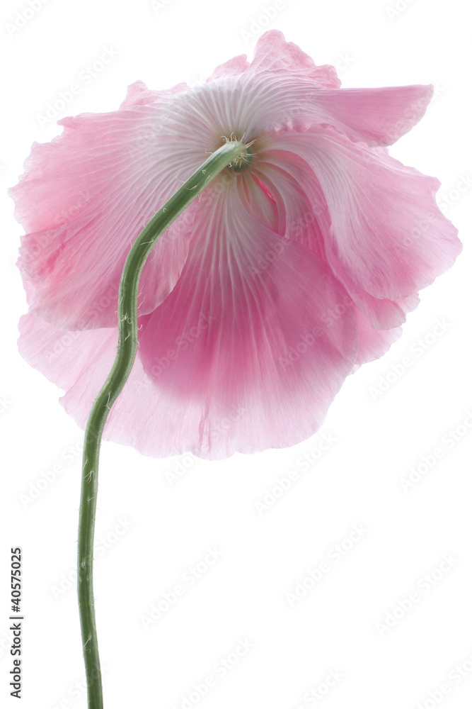 Fototapeta premium poppy