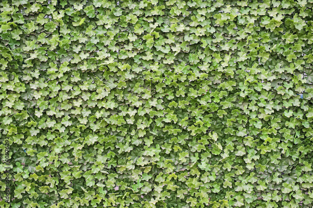 Green leaves plastic ivy background Green leaves plastic ivy background
