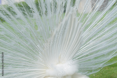 peacocks photo