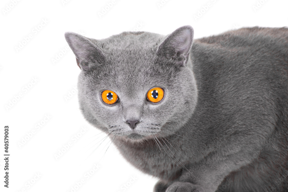 young British blue cat sitting on isolated white