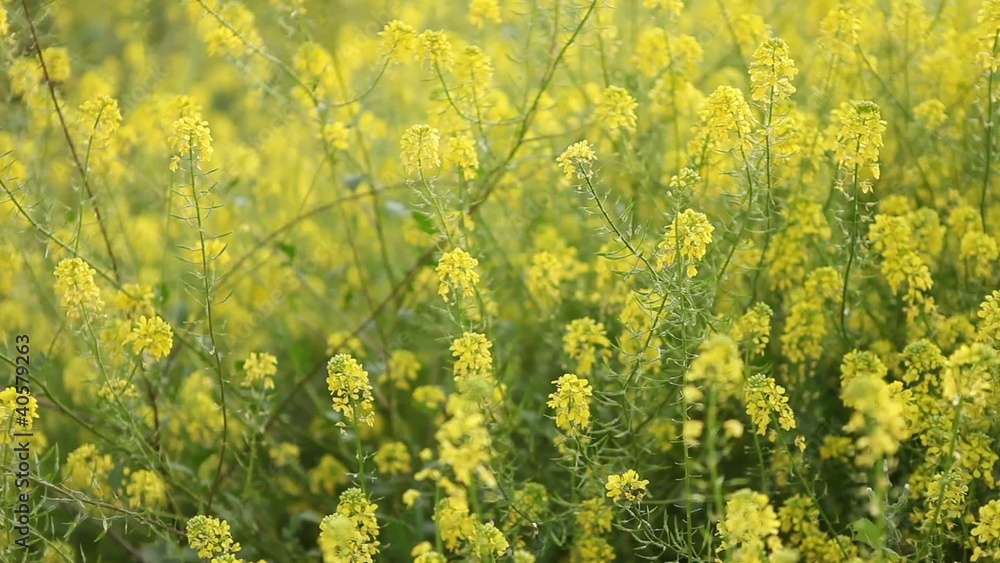 Yellow flowers Yellow flowers